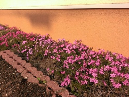 芝桜の引っ越し