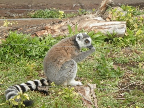 上野の愉快な動物たち