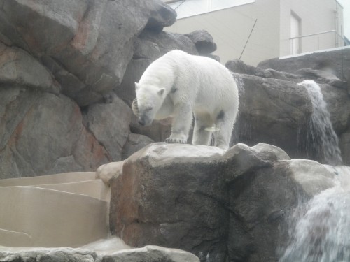 ロッシー　日本平動物園　5月1日