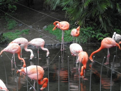 日本平動物園のトラ、アザラシ、フラミンゴ