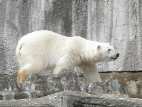 美しくなったキロル　浜松市動物園　5月15日