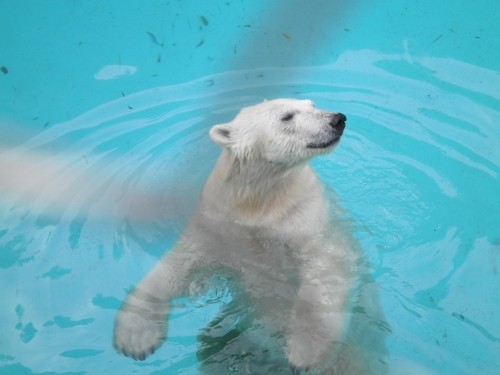 水泳のキロル先生