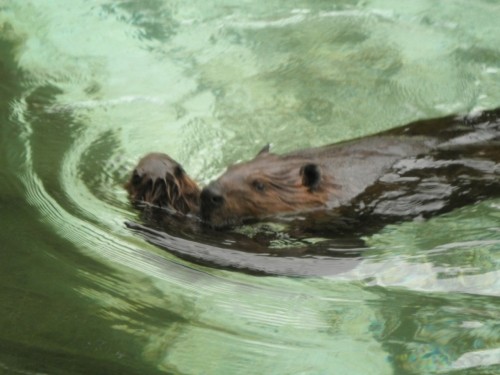 ビーバーの赤ちゃん　生後1か月　浜松市動物園　6月12日