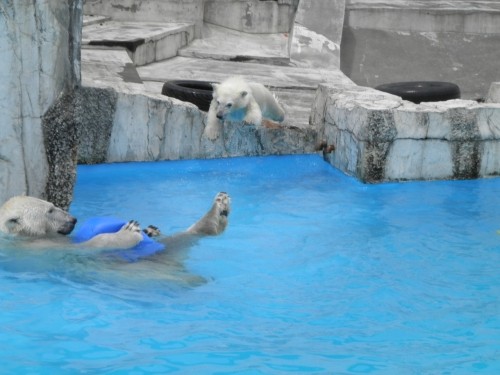 気まぐれな母ララに茫然とするしろくまの赤ちゃん　円山動物園　６月１９日