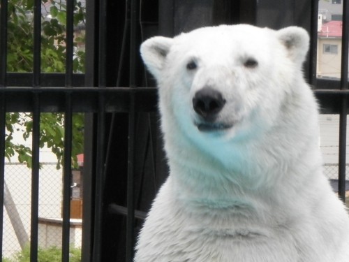 イコロのオンオフ　おびひろ動物園　６月２０日