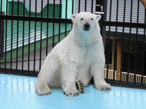 閉園前に遊びだし困らせるイコロ　おびひろ動物園　６月２０日