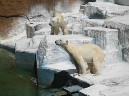 ゴーゴとバフィン　バフィンとゴーゴ　天王寺動物園　7月10日