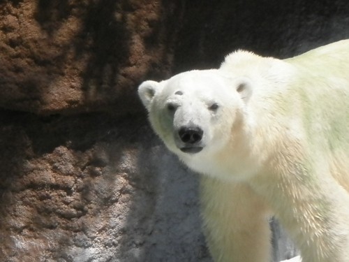 しょうがないなあ　ゴーゴは 天王寺動物園　7月10日