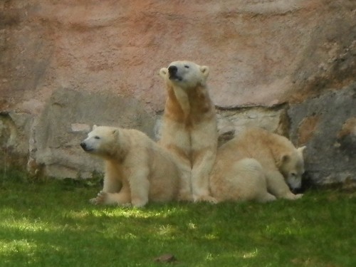 ママ、ママ、ママ　双子のしろくま　ニュルンベルク動物公園　8月８日