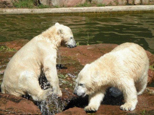 じゃれあう双子のホッキョクグマ　ニュルンベルク動物公園　８月８日