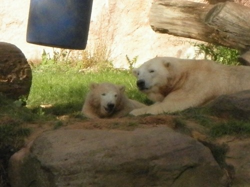 広い放飼場でゆったりと育つ　ニュルンベルク動物公園　８月１１日