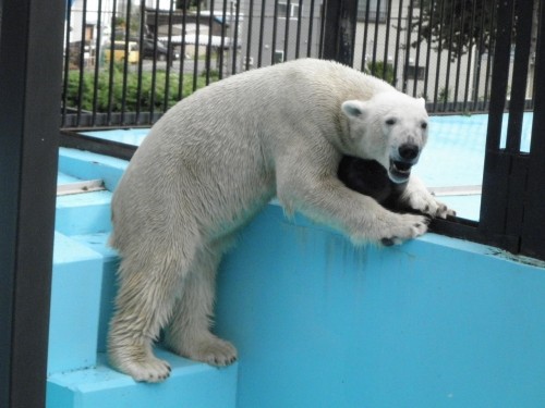 お子ちゃまイコロ　おびひろ動物園　８月２２日