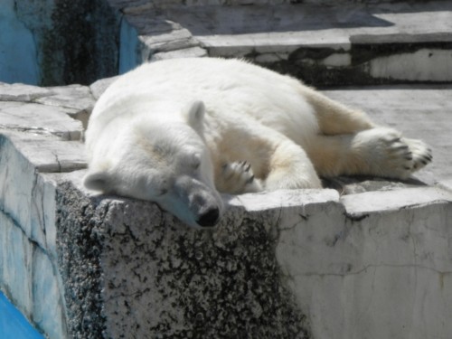 絶世の美女って... 円山動物園　８月２０、２１日