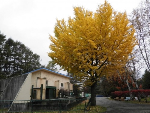 札幌・帯広の一足早い冬