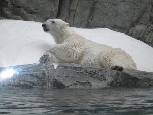 クルミちゃん　男鹿水族館GAO　11月6日