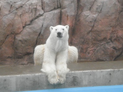 男鹿の看板、豪太　男鹿水族館GAO　11月6日