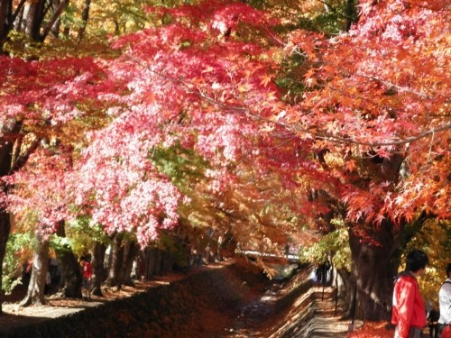 河口湖紅葉まつり　もみじ回廊へ　11月20日