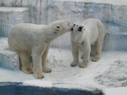 ラブラブかどうかは…わかりません　ゴーゴとバフィン　天王寺動物園