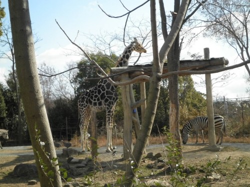 天王寺動物園の動物たち