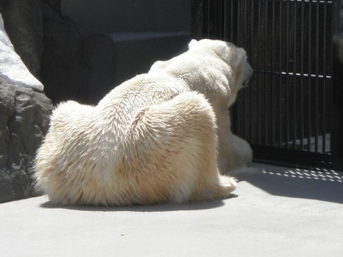 若紫とはしばしの別れですが…　ホッキョクグマ　雪夫　上野動物園