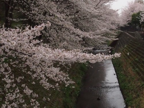 桜、藤、芝桜