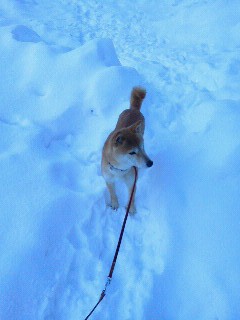 うちの犬二号