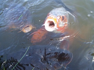 魚群！！えさちょ～らい！