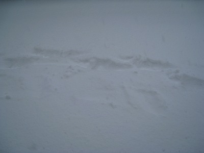 願い叶わず(-"-)ドカ雪の中、年内最後のイベント絶賛開催中！