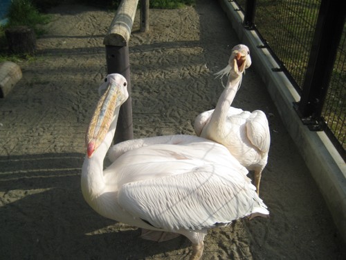 念ずれば花開く！！　おまけで「シンクロナイズド　ペリカンズ」