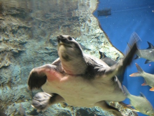 「山の水族館」に満足！！