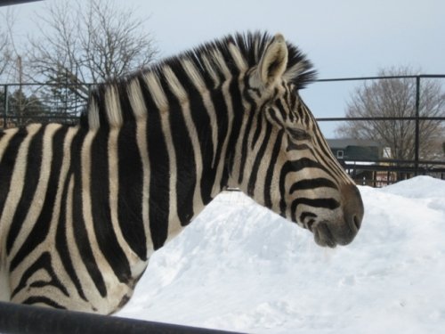 多くのご来園　感謝！！おびひろ動物園