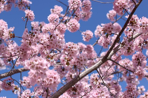 桜六花公園