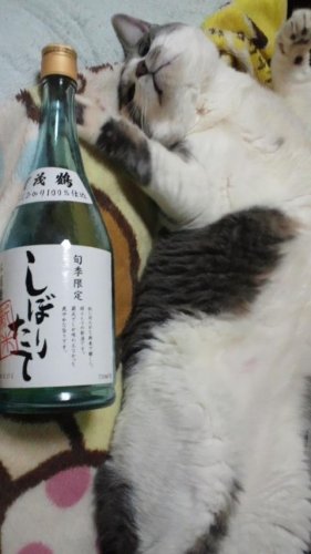 酒なくて