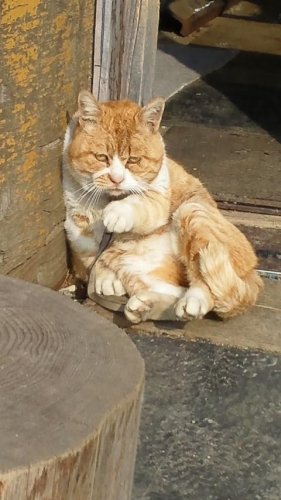 名探偵ひもきちさん