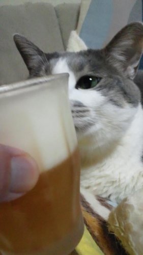 乾杯