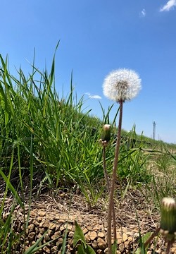 晴れた日は