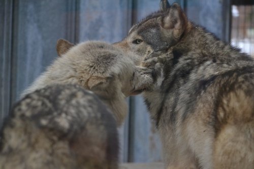 最近の通りすがり