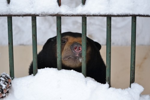 雪とウメキチ