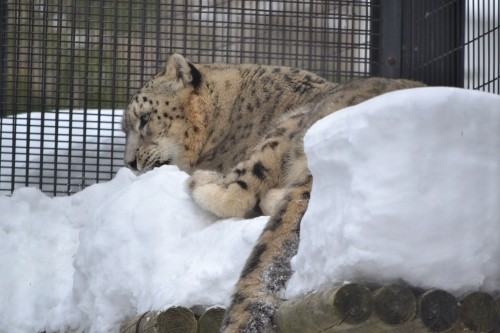 まれにユキヒョウ