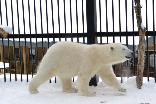 おびひろ動物園アイラ初公開