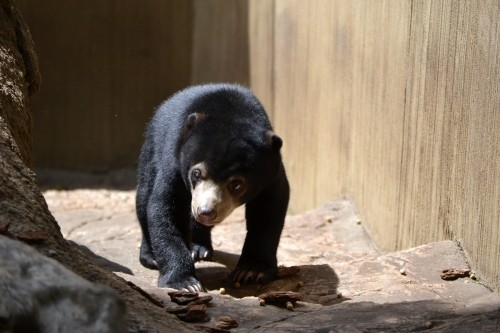 上野マレーグマ親子