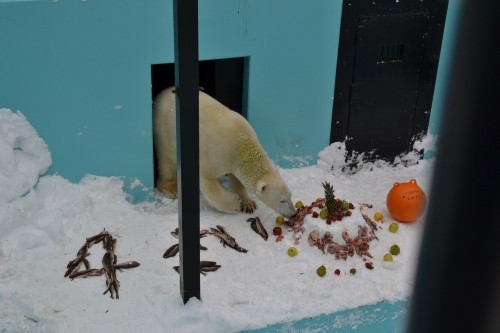 イコロ4歳になりました