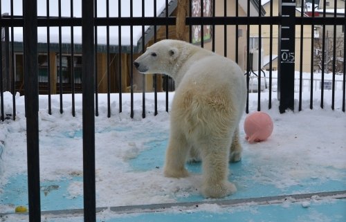 大雪のおびひろ動物園