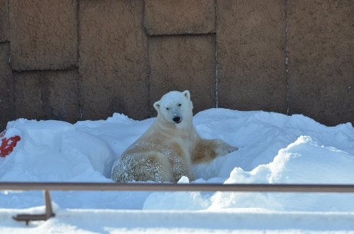 大雪の円山動物園