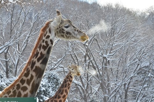 今年の動物園おさめ