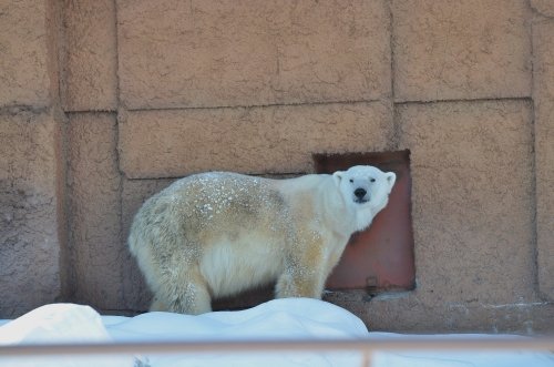 2013年動物園始め