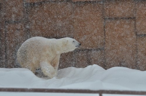 ほぼ雪の一日