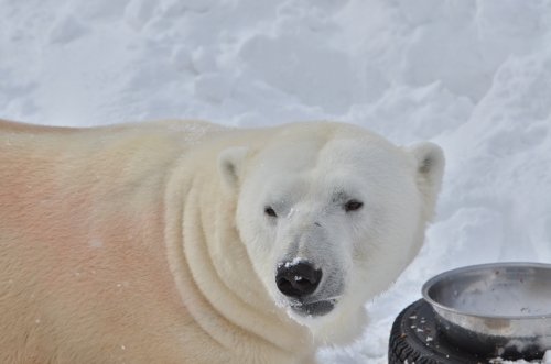 最近の動物園