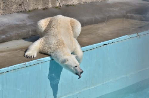 キロル来園2周年の日