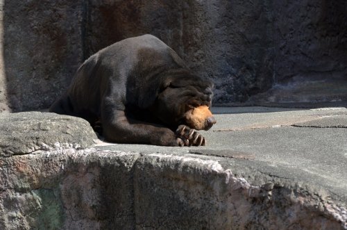 マレーな旅　チュウタ